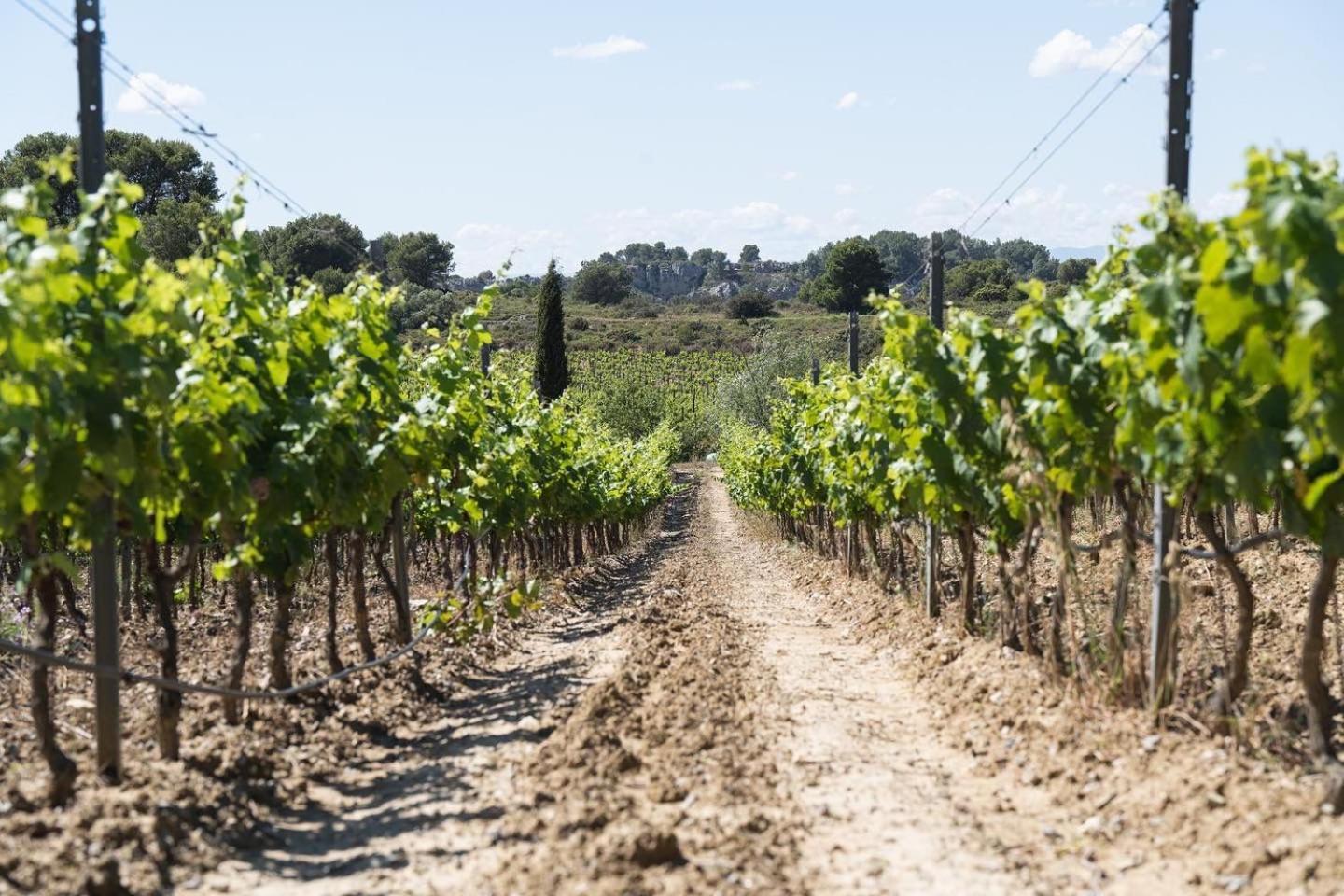 Chateau Catherine De Montgolfier B&B Et Gites Narbonne Ngoại thất bức ảnh